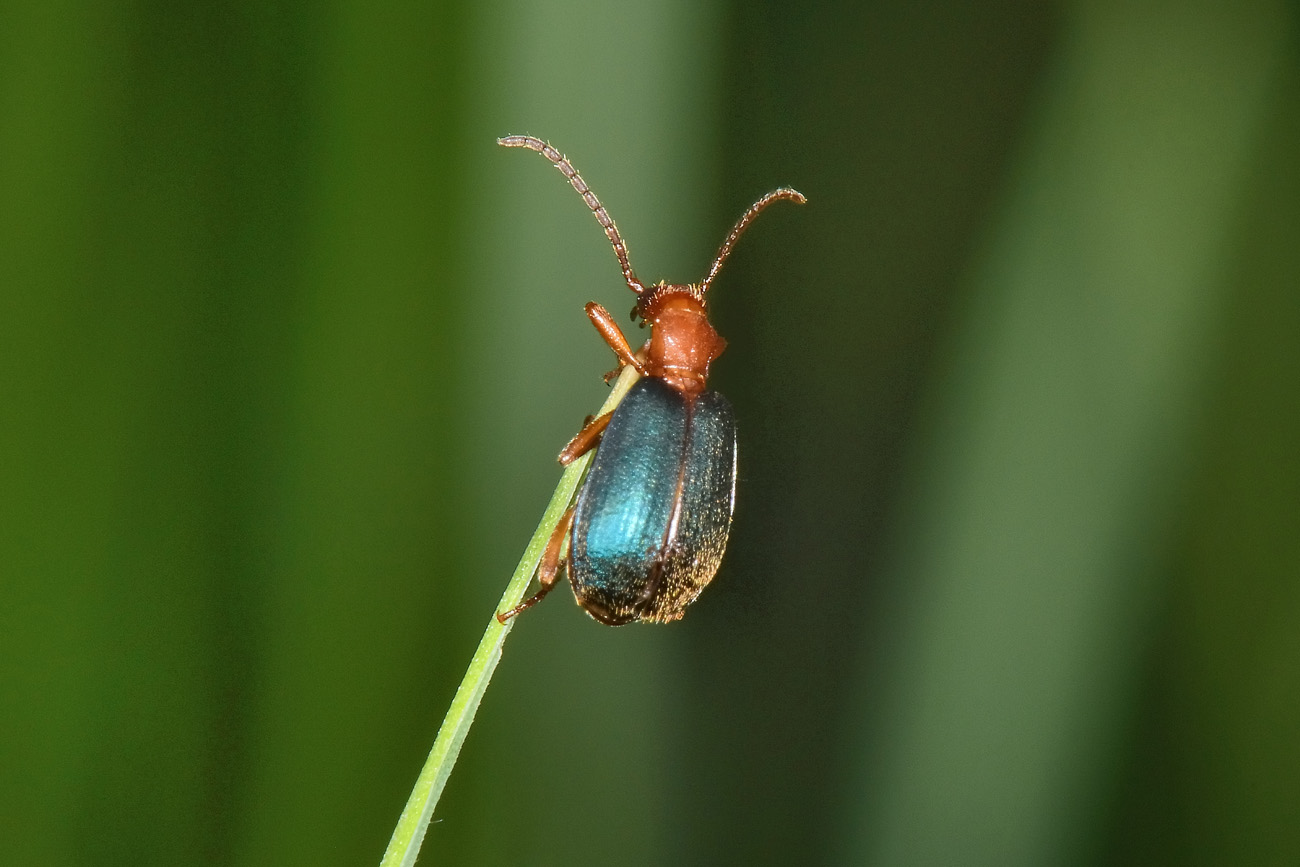 Carabidae:  Brachinus explodens